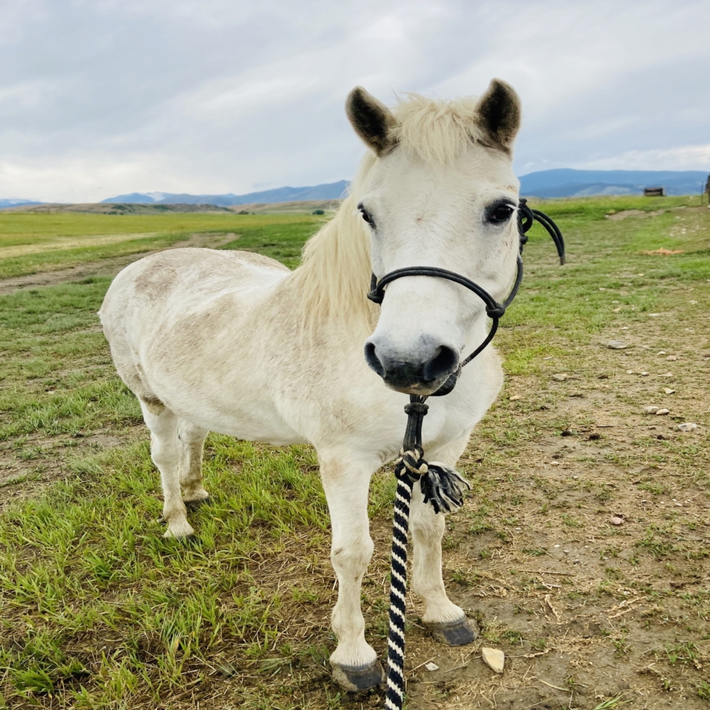 Horses Available For Adoption - Believe Ranch & Rescue